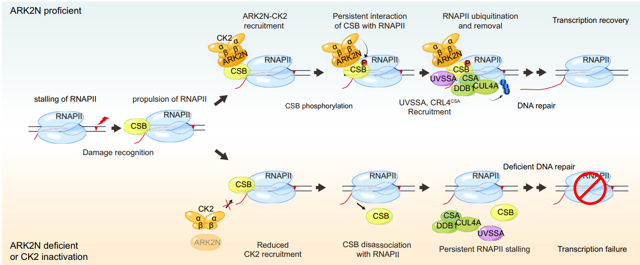 cb34b450a84d471f94daaf227e9ba3f5.png cb34b450a84d471f94daaf227e9ba3f5.png