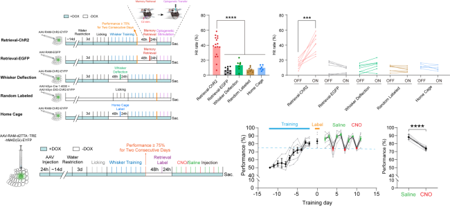 cbdf3f8f83894336a1be33bffea95e86.png image.png