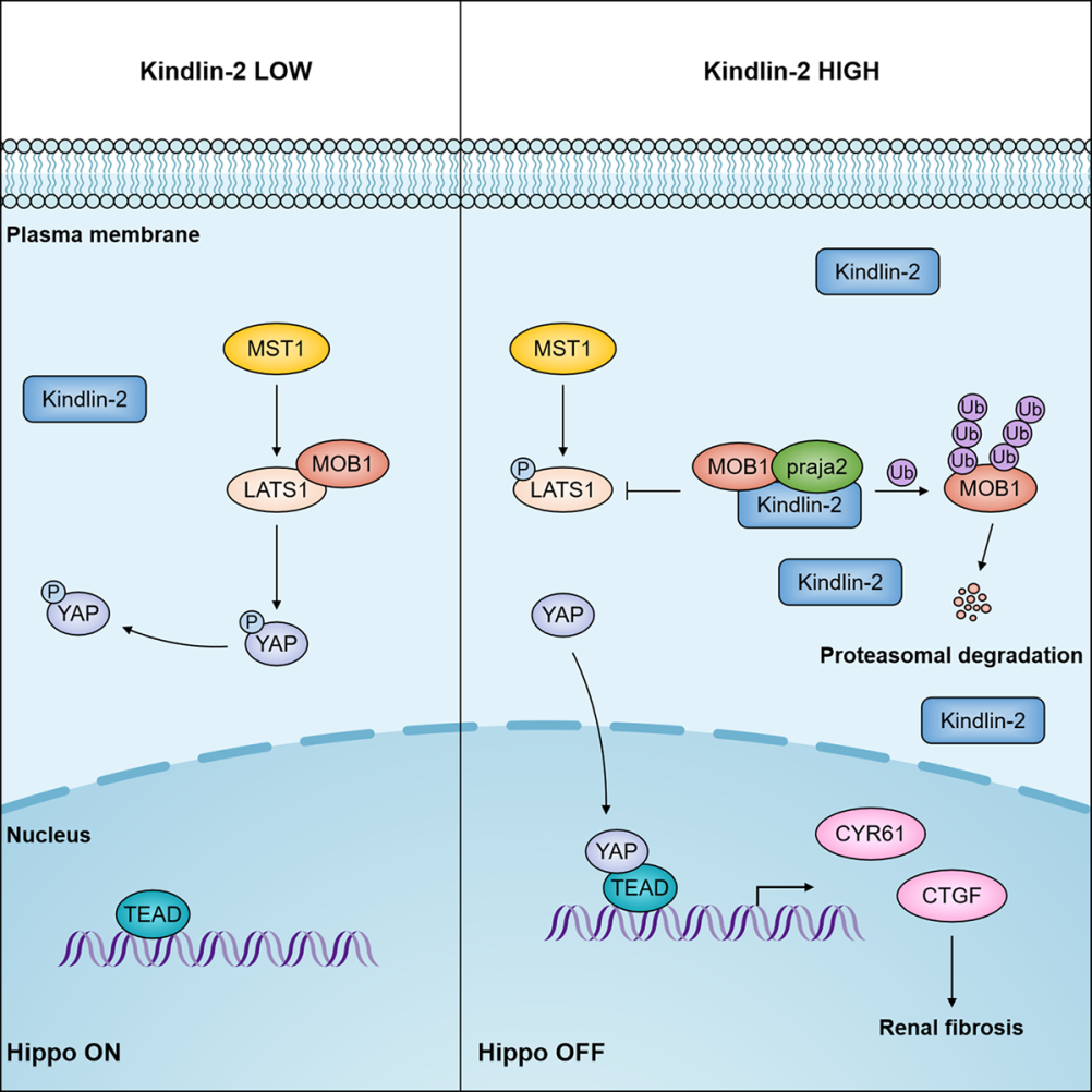 018f164df1124ac0b699fb5ddd5d5bab.png 2.png